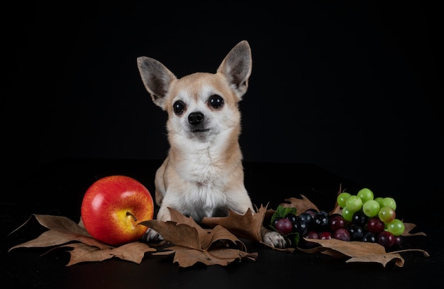 黒の背景の前に小さなchihuahua