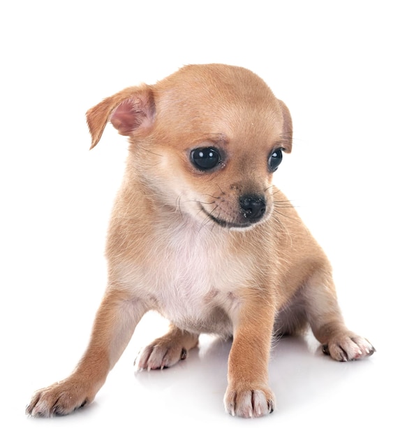 little chihuahua in front of white background