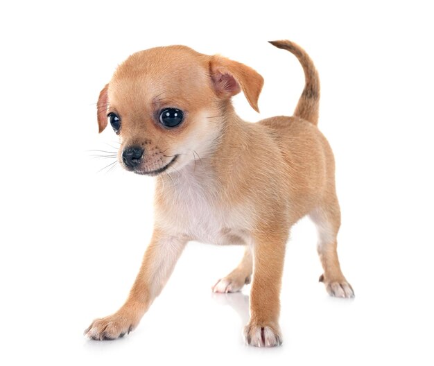 little chihuahua in front of white background