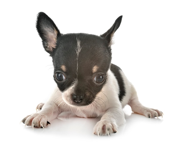 Little chihuahua in front of white background