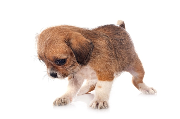 Little chihuahua in front of white background