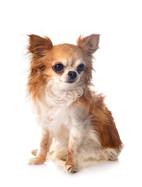 Little chihuahua in front of white background