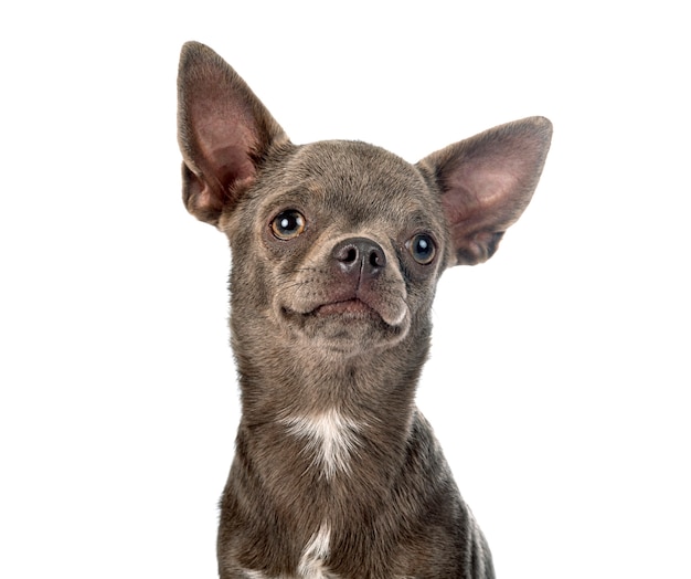 Little chihuahua in front of white background