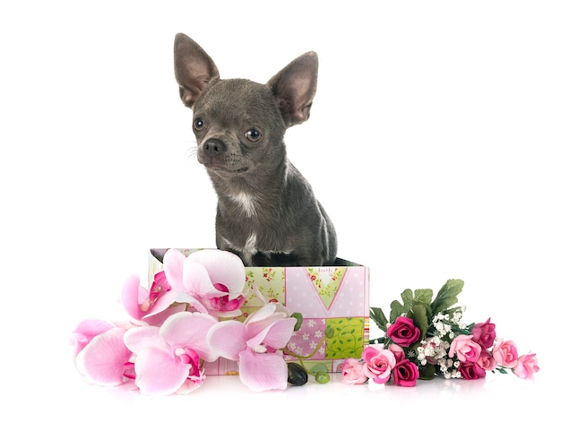 Little chihuahua in front of white background