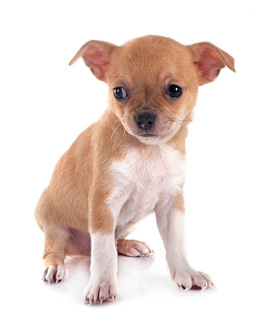 little chihuahua in front of white background