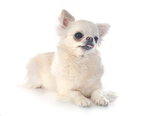 Little chihuahua in front of white wall