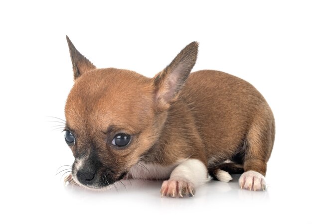 Little chihuahua in front of white