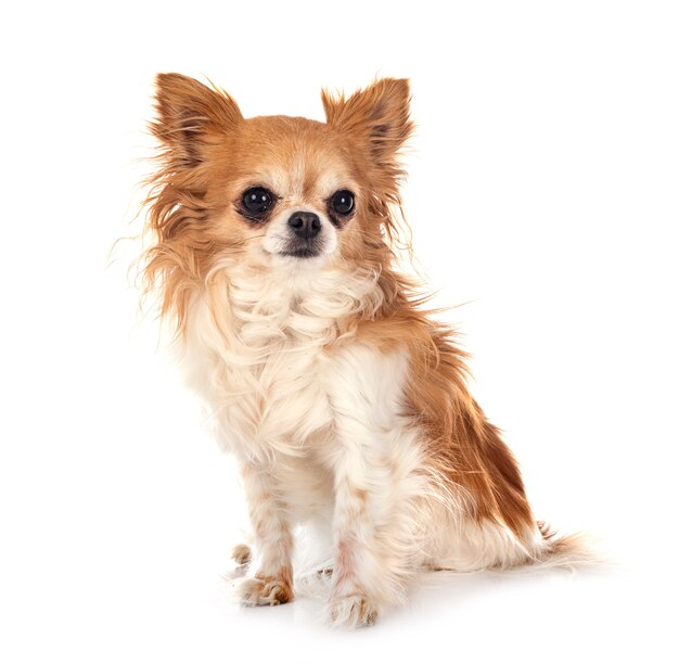 Little chihuahua isolated on white