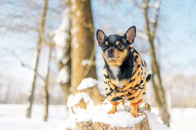 Little chihuahua in the park. Chihuahua dog clothing trees winter snow nature