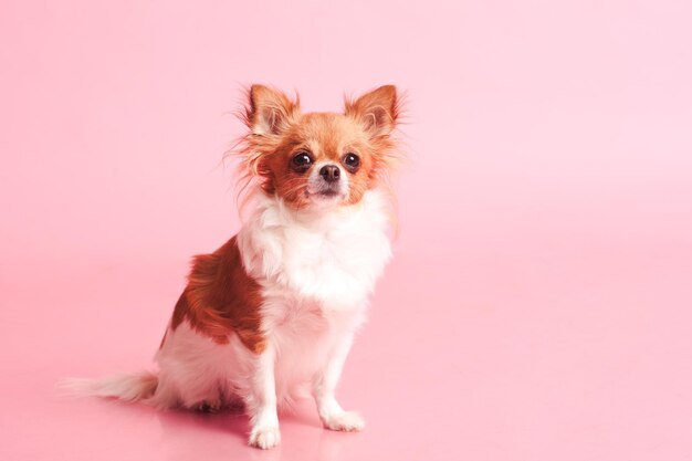 Little chihuahua pet dog sitting over pink background close up