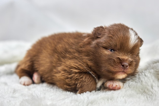 柔らかい白い布の上の小さなチワワ子犬白い背景の上のかわいい眠そうな茶色の白い犬の品種