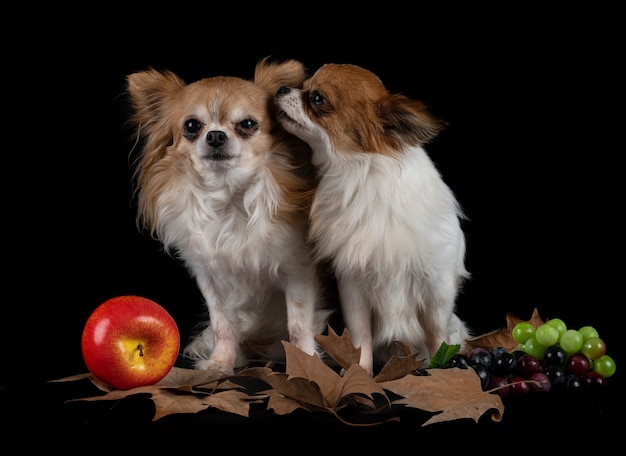 Little chihuahuas in front of black surface