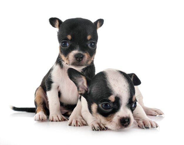 Little chihuahuas in front of white background