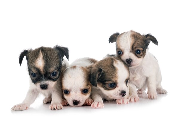 Little chihuahuas in front of white background