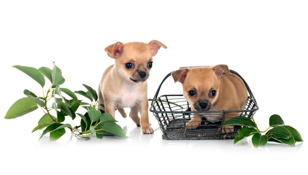 Photo little chihuahuas in front of white background