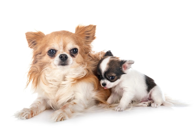 Little chihuahuas in front of white wall