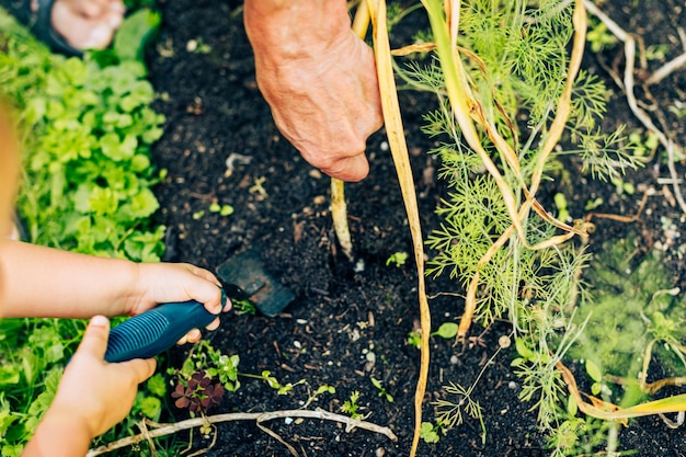 Little child hand with shovel helping granny in harvesting