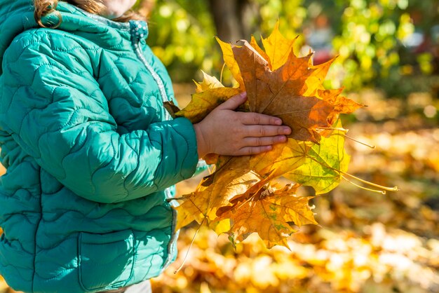 小さな子供の手は公園で秋に落ちた黄色のカエデの葉を持っています