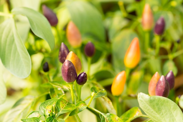 Little Chile Peppers on a branch