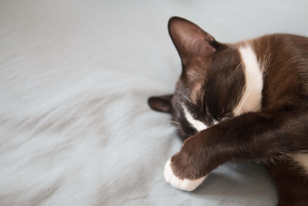 写真 小さなチョコレートの茶色のマスクが直面し、ピンクの鼻の子猫の猫が快適なベッドで寝ています