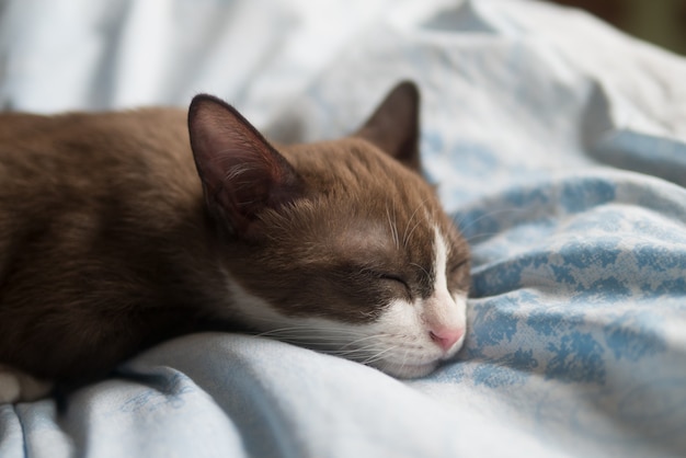 La piccola maschera marrone cioccolato con la faccia e il naso rosa del gattino dorme su un letto comodo