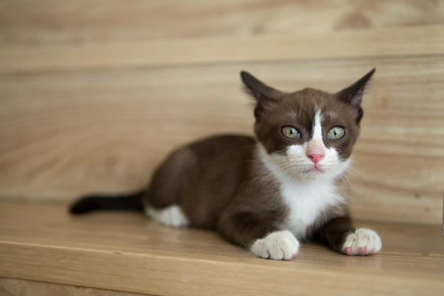 小さなチョコレートの茶色のマスクが直面しているとピンクの鼻の子猫猫は木の床で何かを見ています。