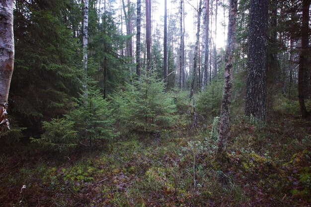 Little Christmas trees grow in the forest.