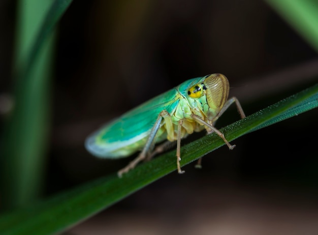 Маленькая цикада на листе травы