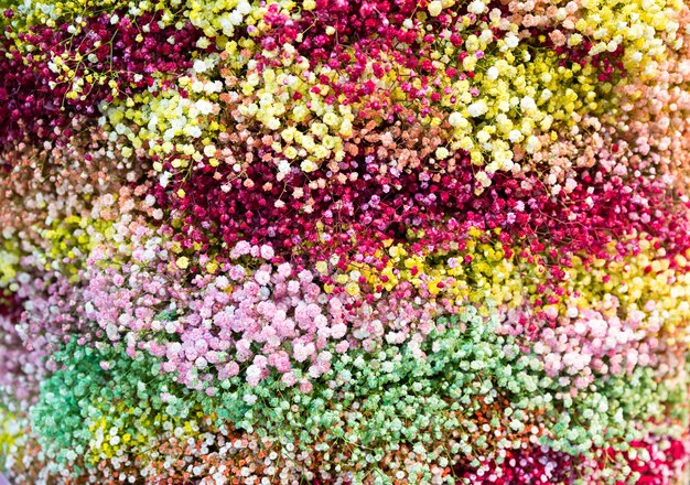 写真 小さな色の花の背景をクローズアップ