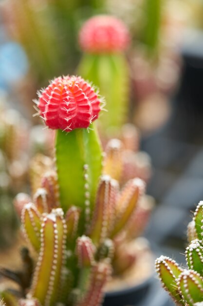 Little colorful cactus plant in a small po