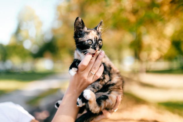 晴れた日の小さなカラフルな猫の肖像画。