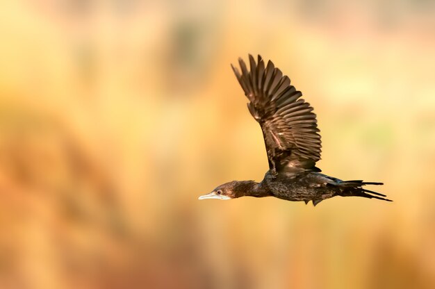 Little cormorant flying in dim light at late evening