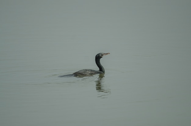 Little cormorant, Javanese cormorant (Microcarbo niger)