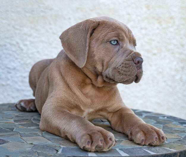 Cucciolo piccolo corso