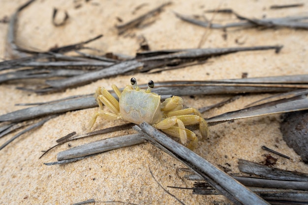 Little crab on the beach sand