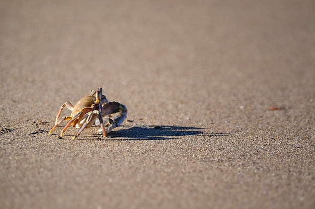 little crab on sand in the beach