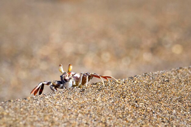 little crab on sand in the beach