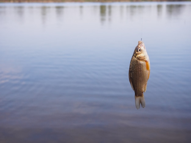 Little crucian hanging on a hook above the water