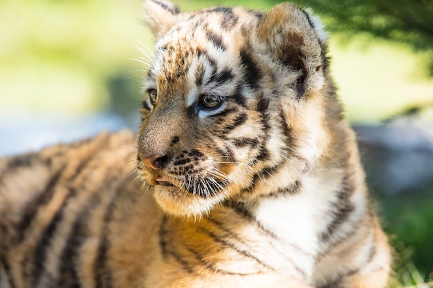 写真 かわいくて面白い草の上の野生の小さなカブタイガー