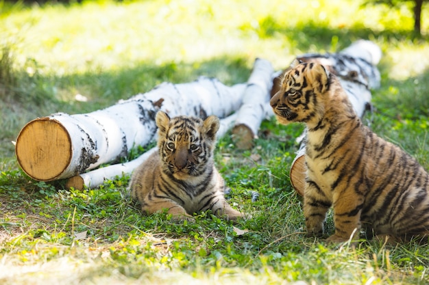 Little cubs in the wild on the grass are cute and funny