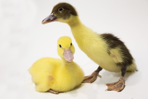 Little curious duckling stands on a white background