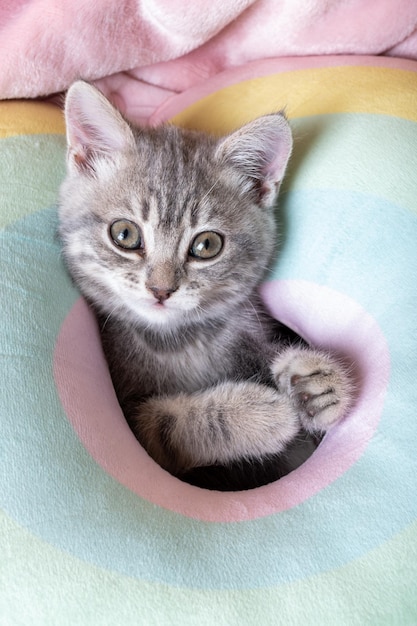 Little curious kitten on a rainbow pastel bed. Portrait of a kitten with paws. Cute striped kitten on a pillow. Newborn kitten. Cute pets concept