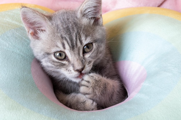 Little curious kitten on a rainbow pastel bed Portrait of a kitten with paws Cute striped kitten on a pillow Newborn kitten Cute pets concept