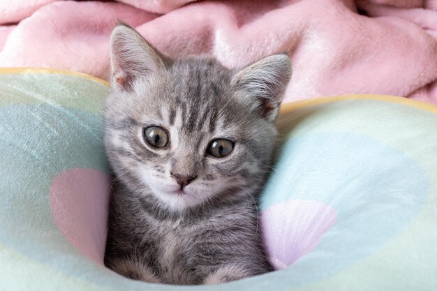 무지개 파스텔 침대에 작은 호기심 많은 새끼 고양이 발이있는 새끼 고양이의 초상화 베개에 귀여운 줄무늬 고양이 신생아 새끼 고양이 귀여운 애완 동물 개념