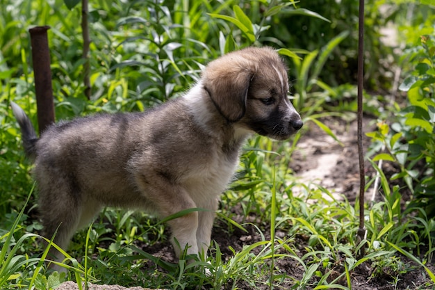 草の上の小さな好奇心旺盛な子犬