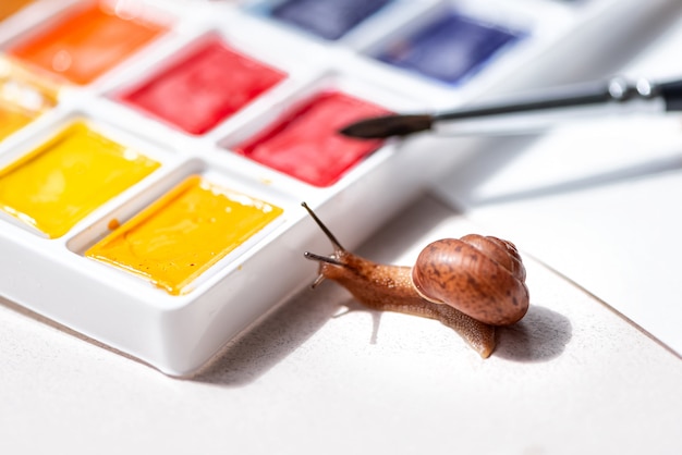 Little curious snail crawls looks into watercolors palette. Art and creativity concept. Space for text