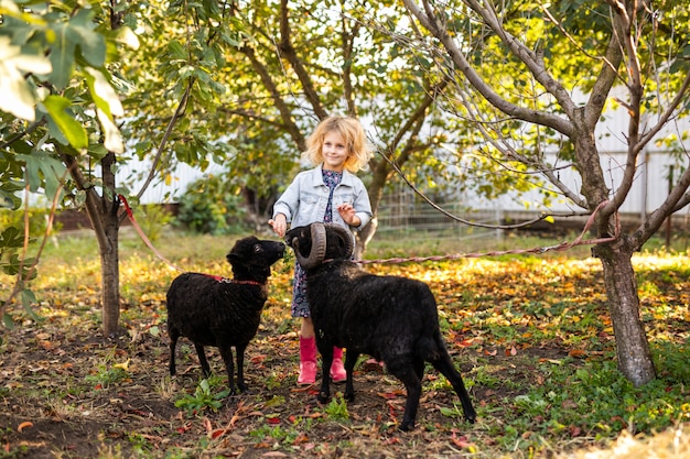 Little curly blonde girl in denim jacket and pink boots feeding two black domestic sheep in country garden. Farmer's life concept