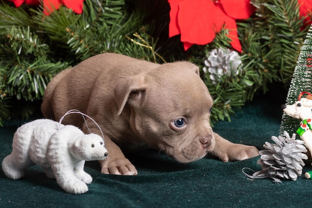 Little cute American Bully puppy lying next to a Christmas tree decorated with toys snowflakes cones and a bear