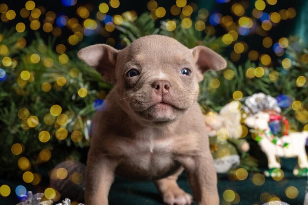Little cute American bully puppy whining calling sitting next to a Christmas tree decorated with snowflakes cones