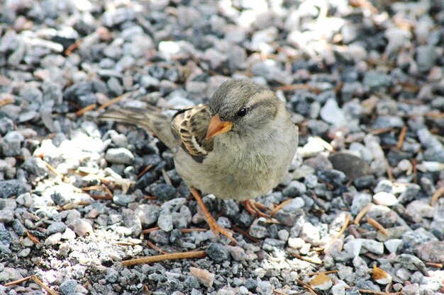 Little cute bird